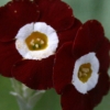 Primula Auricula Favourite - Abriachan Nurseries